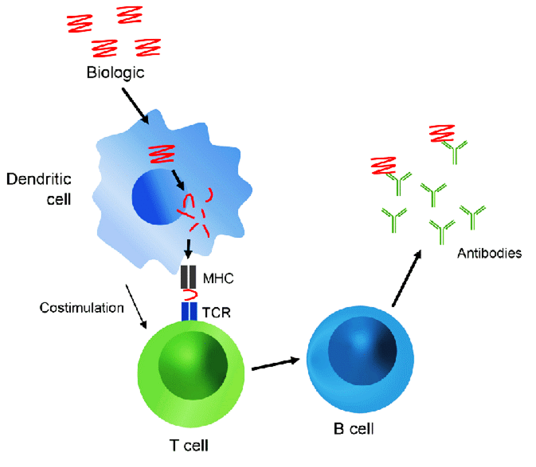 Mechanism of anti-drug immune response.