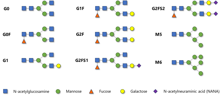 Chemical structure of N-glycoforms in monoclonal antibodies.