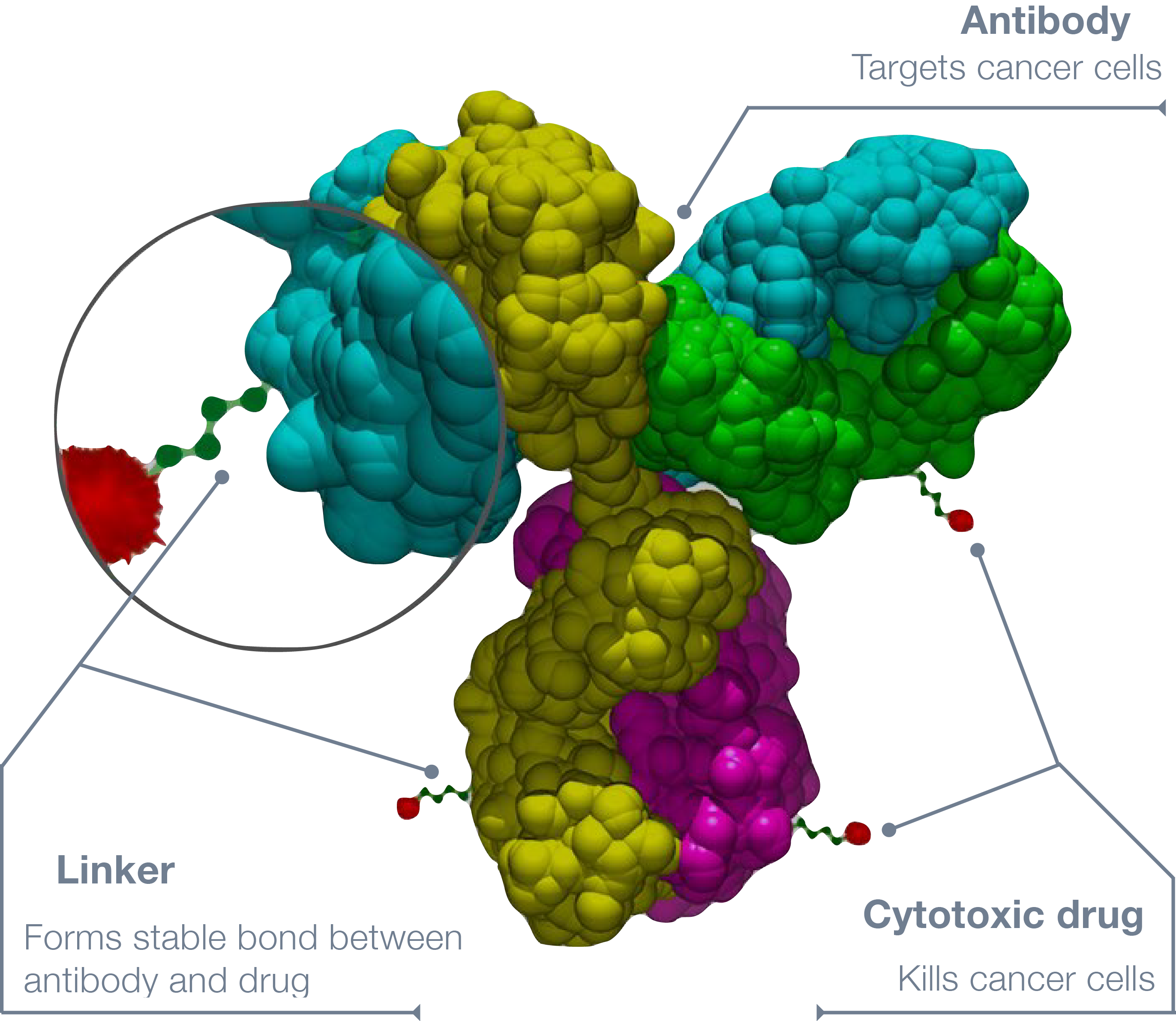 The structure of antibody-drug conjugates.