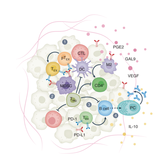 Modulation of the immune system to treat cancer and on novel approaches to further extend the efficacy of current and emerging immunotherapies led us to our current understanding of the melanoma immune microenvironment in humans and the mechanistic work supporting these observations.