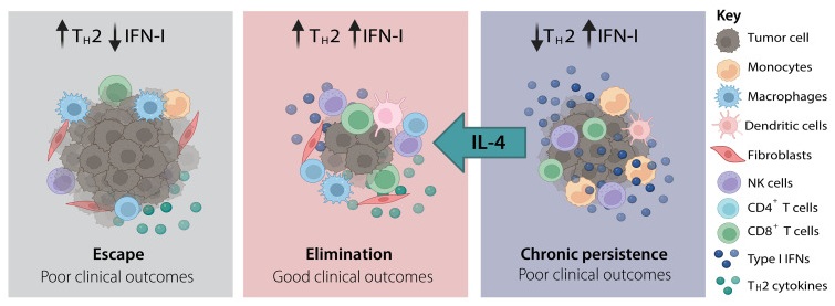 Tumor-derived Interleukin-4 restores antitumor control in IFNα4-secreting tumors compared to control. IL-4 revive immune system functions in melanoma immunotherapy.