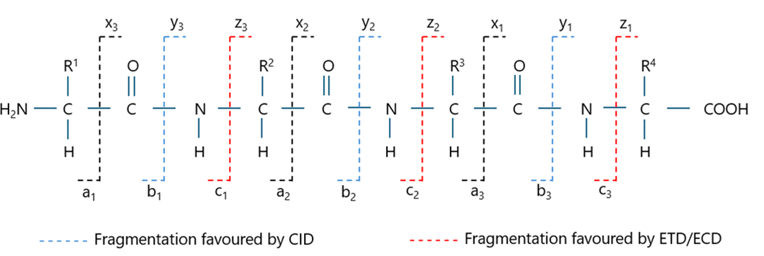 Fragmentation pathways favoured by CID and ETD/ECD.