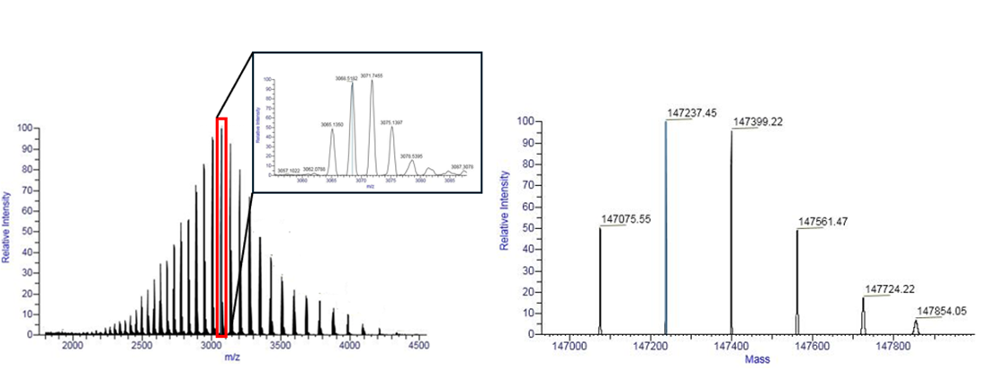 Mass spectrum of a protein before and after deconvultion.
Before deconvolution, a broad charge envelope is observed due to multiple charge states of the protein. After deconvolution, distinct mass peaks corresponding to different glycoforms are visible, with mass shifts of 162 Da reflecting variations in glycan composition.