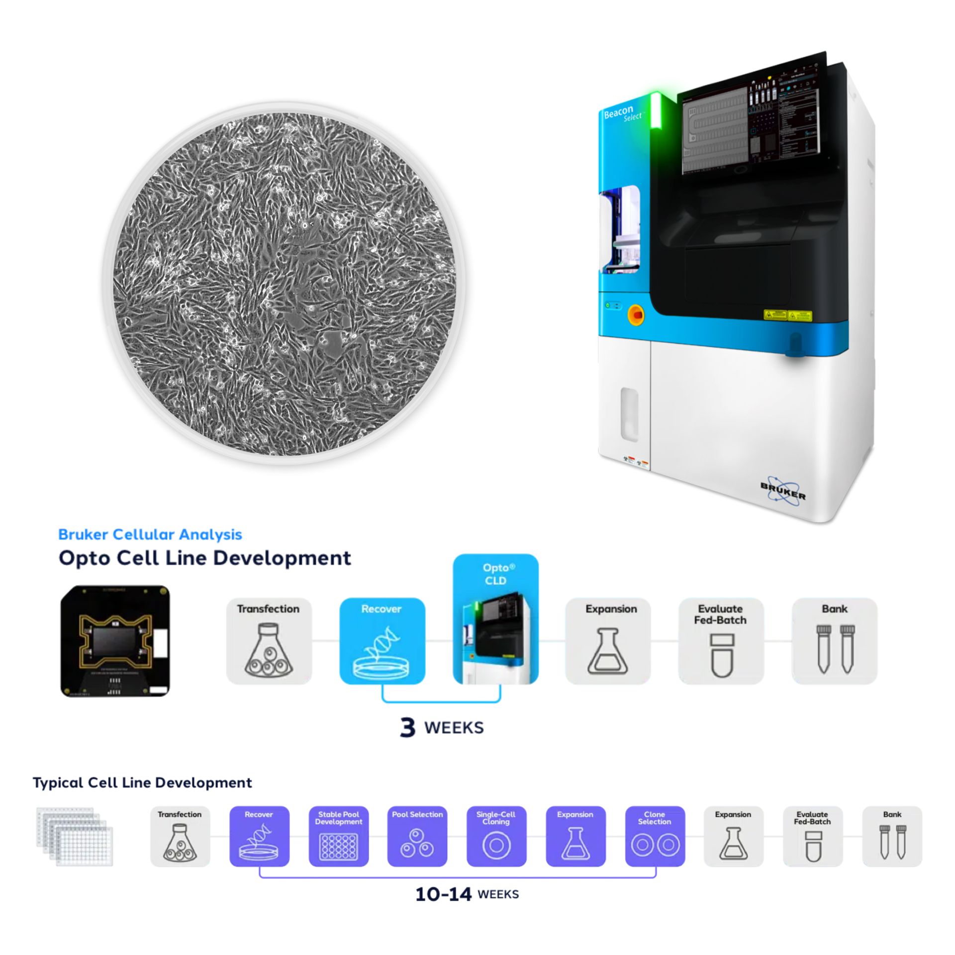stable cell line