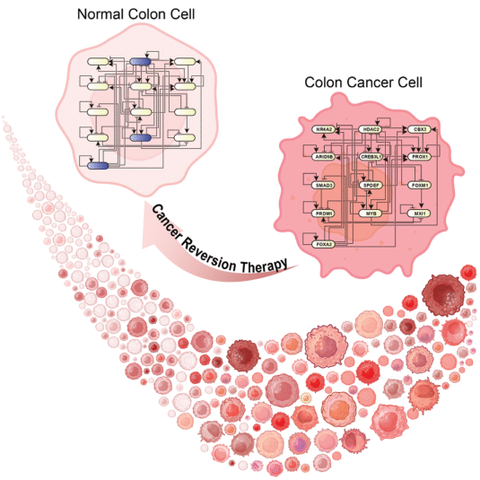 Cancer Reversion Therapy is groundbreaking new strategy instead aims to reprogram tumor cells back into normal cells, potentially overcoming drug resistance and side effects associated with cell-killing therapies. Research demonstrates that inhibiting a few key genetic “switches” can induce malignant colon cells to differentiate into benign intestinal cells, effectively reversing their cancerous state.