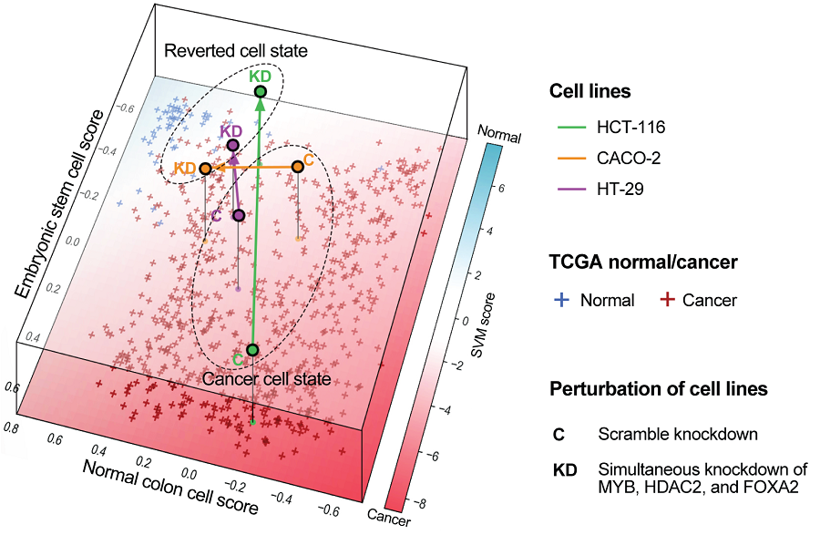 Change in overall gene expression was confirmed through the regulation of the identified key regulatory factors, which converted the state of colon cancer cells to that of normal colon cells. The transcriptomes of colon cancer tissues and normal colon tissues from more than 400 colon cancer patients were compared with the transcriptomes of colon cancer cell lines and reversible colon cancer cell lines, respectively. The comparison results confirmed that the regulation of the identified key regulatory factors converted all three colon cancer cell lines to a state similar to the transcriptome expression of normal colon tissues.