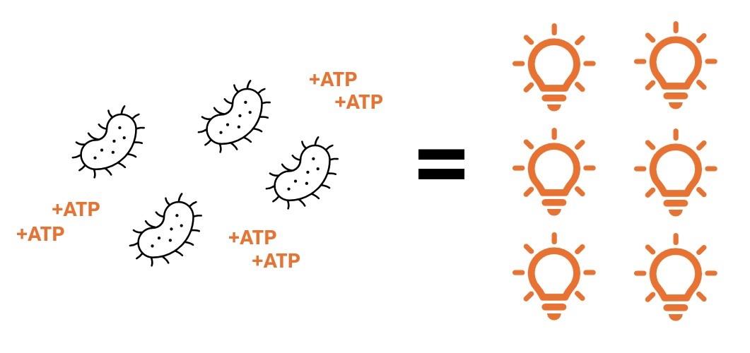 Concept behind the ATP Bioluminescence Assay
