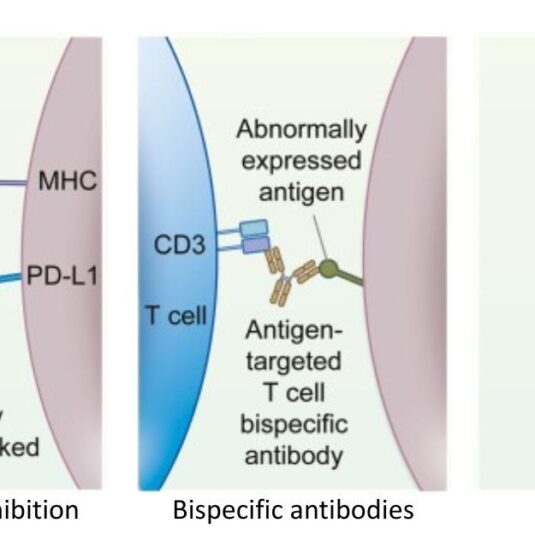immunotherapeutic mechanism of action to infectious disease