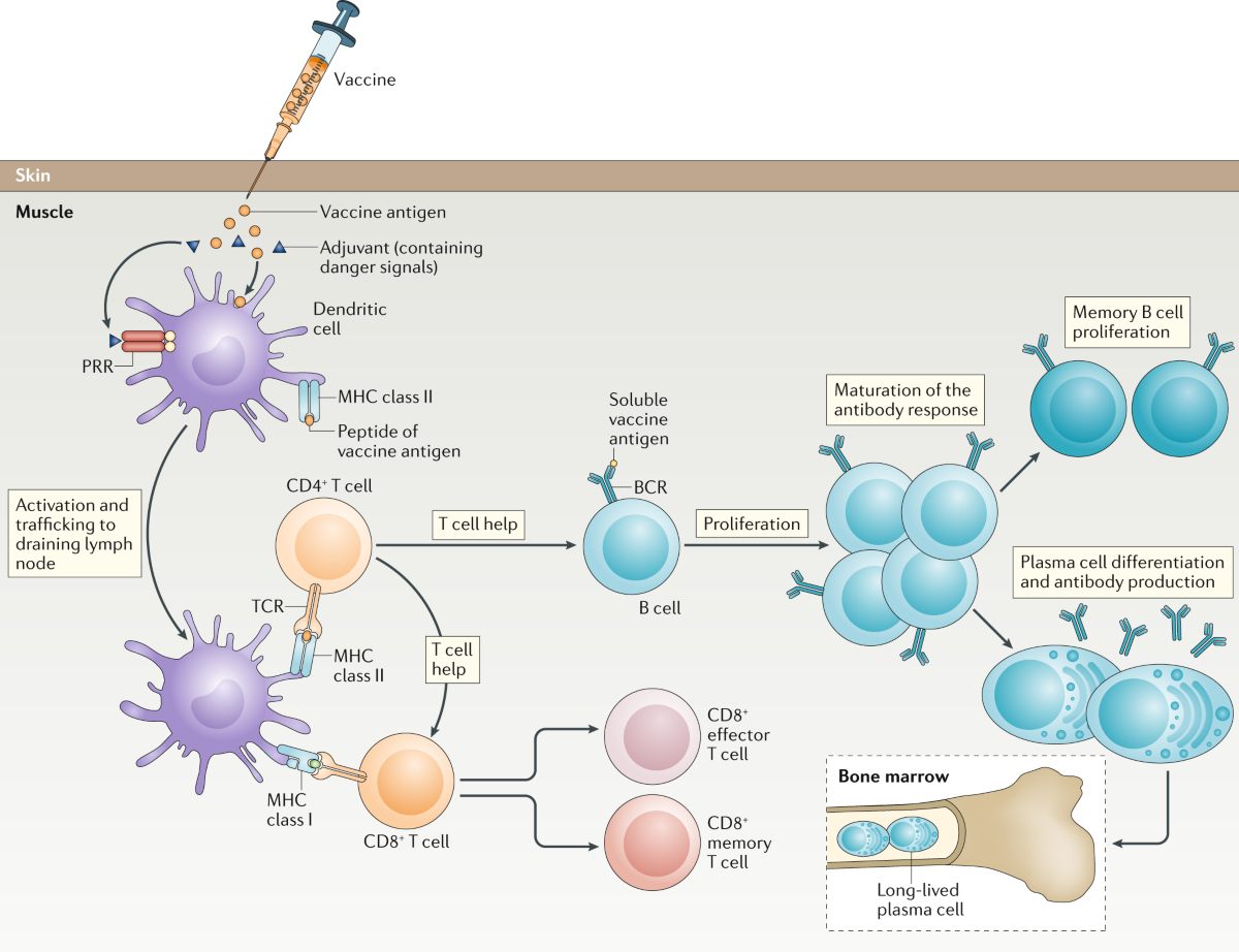 active immunity vs passive immunization with monoclonal antibodies - schematic