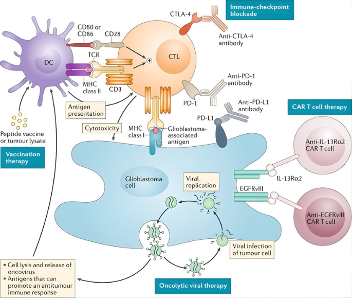 Current immunotherapy modalities for the treatment of glioblastoma