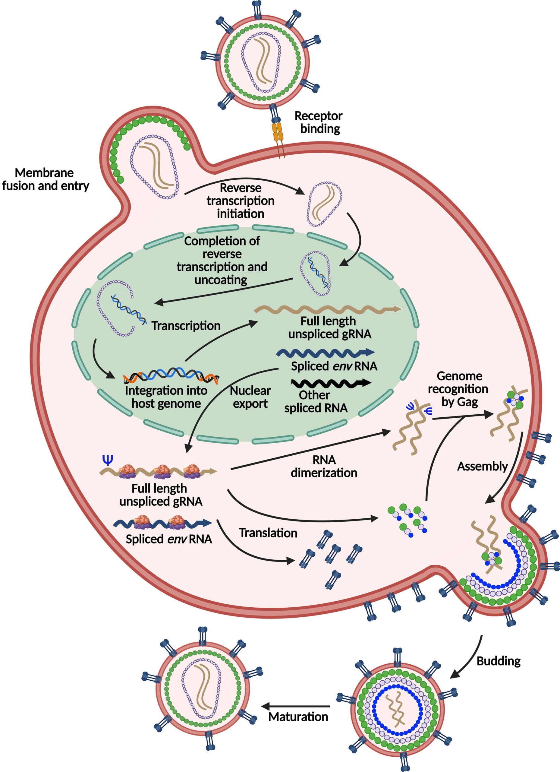Replication cycle of retroviruses using lentivirus replication as an example.