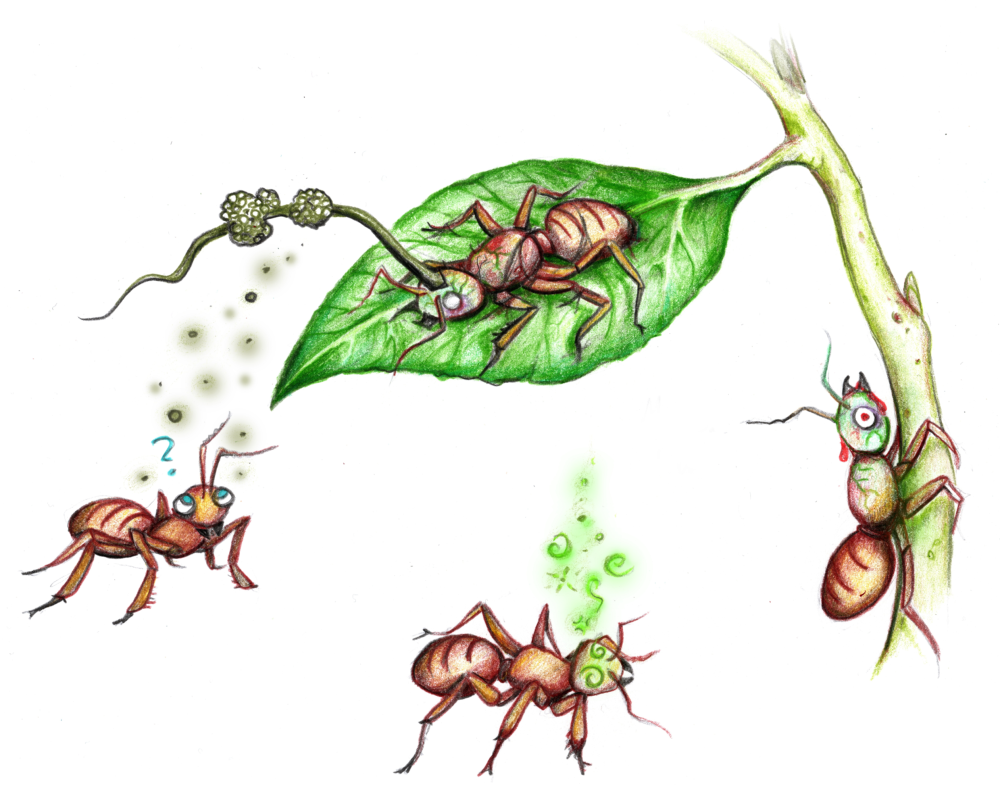 To start out the reproduction of the spore, the fungus must land on an ant or be picked up in the soil, then the infective hypha drill through the exoskeleton of the ant using enzymes\. After this phase the fungus grows as free-living yeast cells in the hemocoel of the insect, this is estimated to last for a few days. These fungi cells produce nerve toxins that actively change the behavioural activity of the living ant. The ants will begin to wander away from their colony, they will also start climbing and chewing vegetation. In order for the fungi to successfully reproduce the ant must die. The ant will die on the vegetation, clamping down with its jaw, known is the “death grip” this ensures a stable home for the fungi to grow its fruiting body. The stroma of the fungus will begin to grow out of the dorsal neck region of the ant and form a fruiting body known as the perithecia where the spores are produced. When ready the spore will be released to the ground below, hoping to land on more ants to complete the cycle. This unique relationship between the fungus and the ant is one of the most dramatic cases of a parasitoid controlling its hosts behaviours.