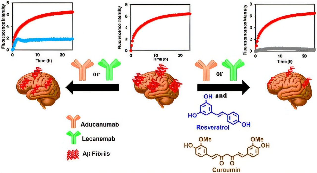 Combination of resveratrol and surcumin with anti-amyloid monoclonal antibodies leads to greater inhibition of amyloid aggregation and better Alzheimer's disease antibody treatment performance.