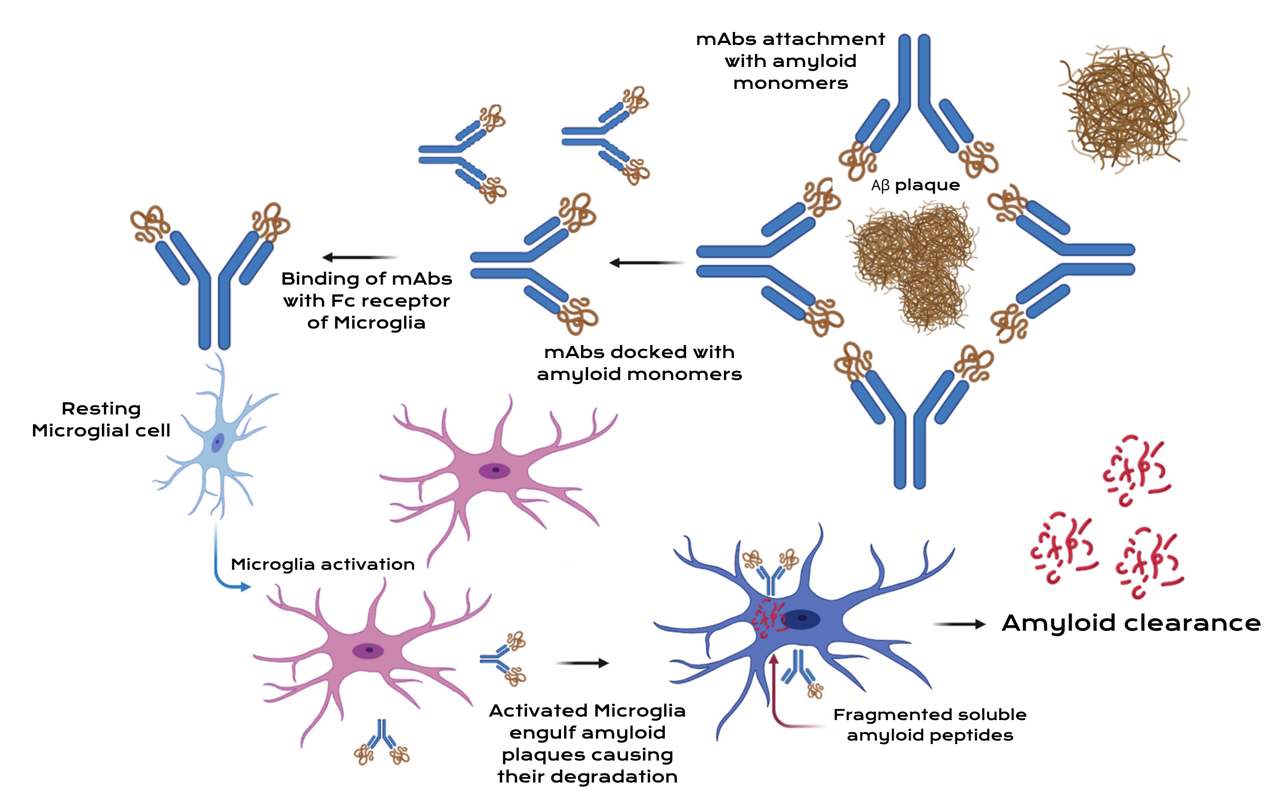Monoclonal antibodies mediated clearance of Aβ therapeutic agent.