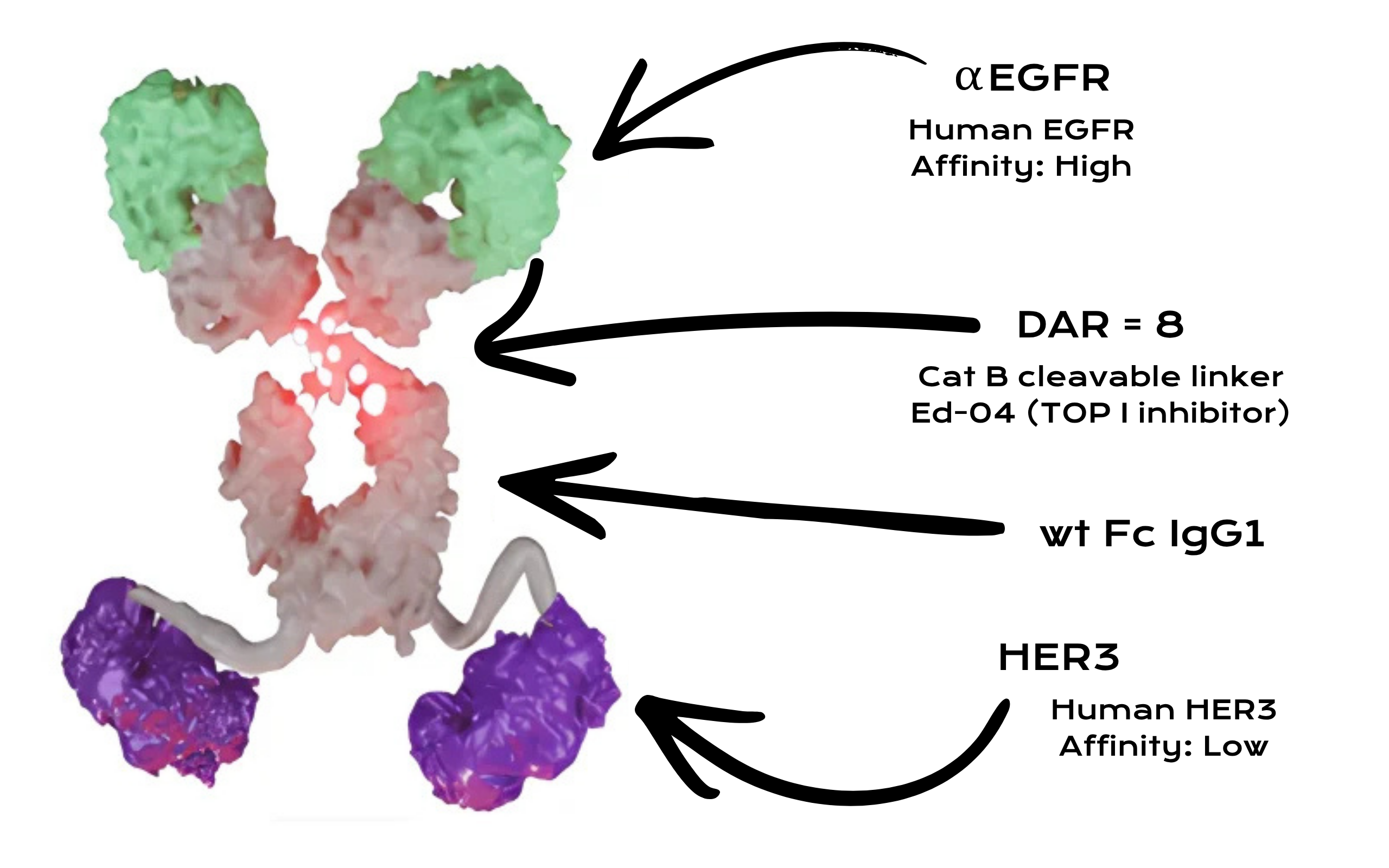 Iza-bren is the first NMPA approved bispecific antibody-drug conjugate. The therapeutic simultaneously targets EGFR and HER3 receptors to enhance selectivity and overcome resistance mechanisms. Iza-bren employs an enzyme-cleavable linker to deliver the topoisomerase I inhibitor Ed-04 directly into cancer cells.