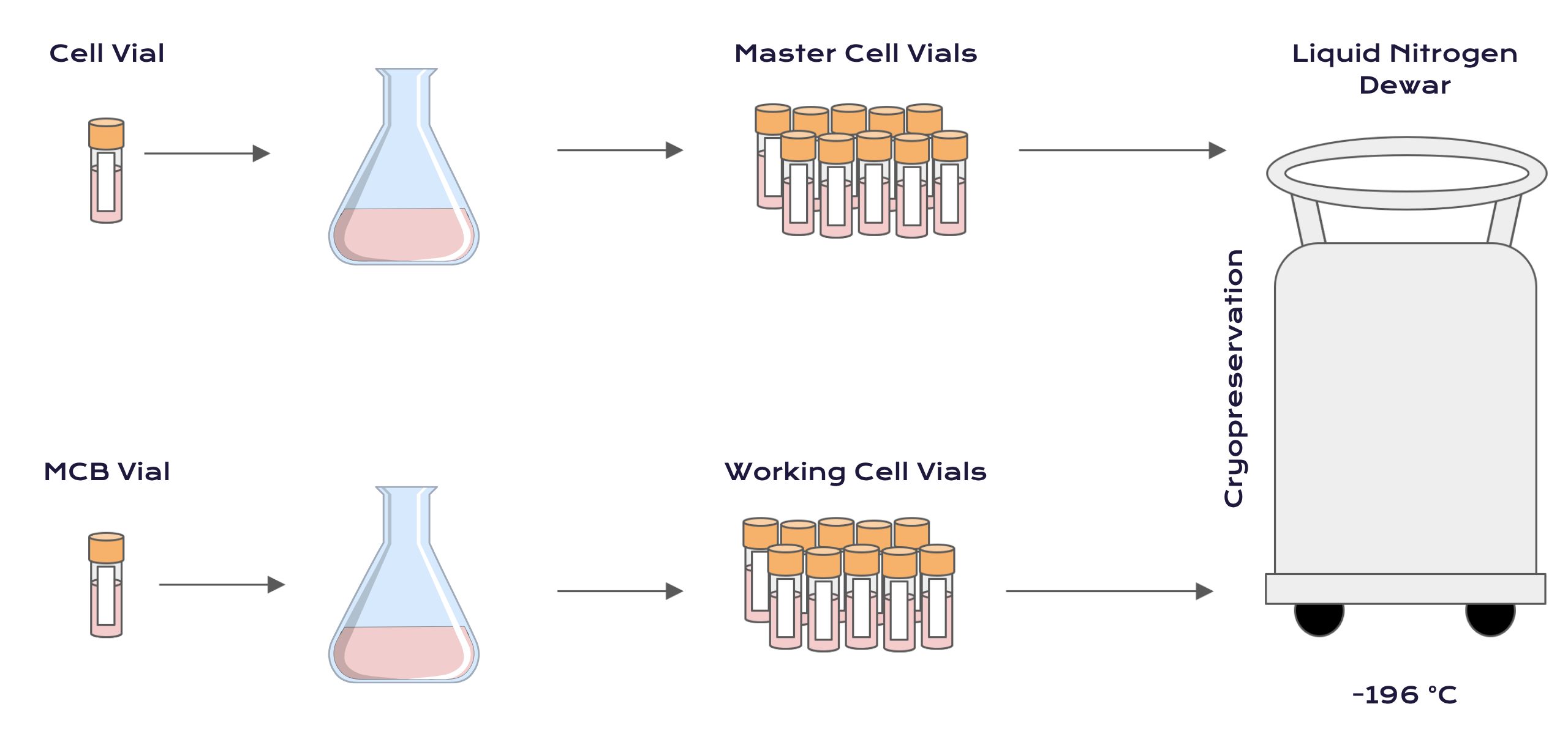 GMP cell banking - the process of preparing WCB and MCB